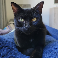 Photo of Lino (Other)