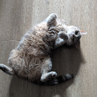 Photo of Blossom (Other)