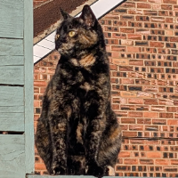 Photo of Zelda (British Shorthair)