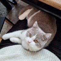 Photo of Tabby (British Shorthair)