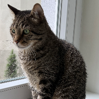 Photo of Mao (Other)