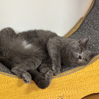 Photo of Miffy (British Shorthair)