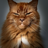 Photo of Cedric  (Moggy)