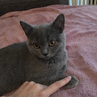 Photo of Coffee (British Shorthair)