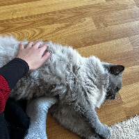 Photo of Rakki (Ragdoll)