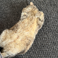 Photo of Flavia (Other)