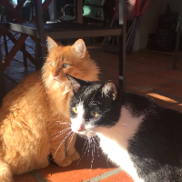 Photo of Charlie and Barney (Other)