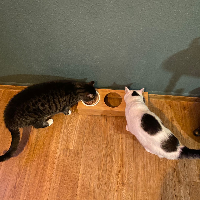 Photo of Mei & Muta (Other)