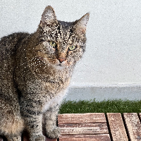 Photo of Django (Tabby)