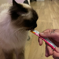 Photo of Yamoy  (Siamese)