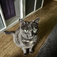 Photo of Luna (Other)