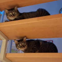 Photo of Am Anfang wurde die Catsitterin erst einmal beobachtet (Tabby)