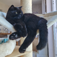 Photo of Monty (British Shorthair)