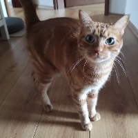 Photo of Apollo (Other)