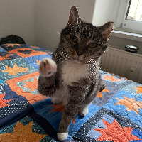 Photo of Mali (Tabby)