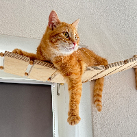 Photo of Amber (Moggy)