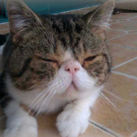 Photo of Fei fei (Persian)