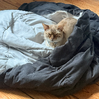 Photo of Taemin (Bengal)