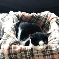 Photo of Mog had a long happy life lived until 22  (Moggy)