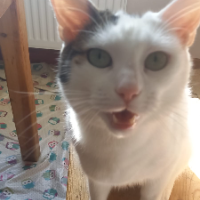 Photo of Rory (Moggy)