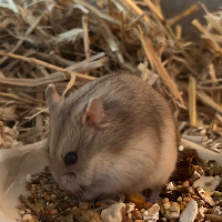 Photo of Daisy (Other)