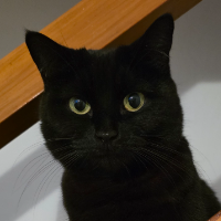 Photo of Luna (Moggy)