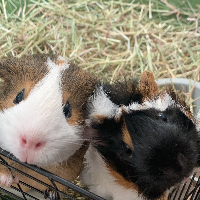 Photo of Scruff and Sausage (Other)