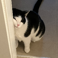 Photo of Azzurro (Other)