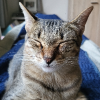 Photo of Edison (Tabby)