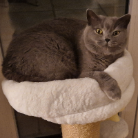Photo of Smoky (British Shorthair)