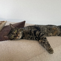Photo of Kuni (Tabby)