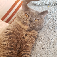 Photo of Violet (British Shorthair)