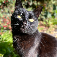 Photo of Bandit (my baby)  (Moggy)