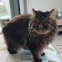 Photo of Furg (Persian)