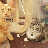 Photo of Mulder + Scully (Maine Coon)