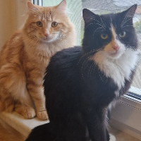 Photo of Maylo&Simba (Other)