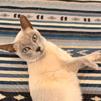 Photo of Ash (October 2025) (Burmese)