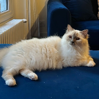 Photo of Ciel (Ragdoll)