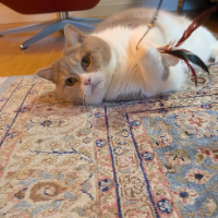 Photo of Gustav  (British Shorthair)