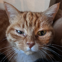 Photo of Chili (Other)