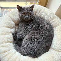 Photo of Blue  (British Shorthair)