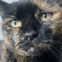 Photo of Saffy (Other)