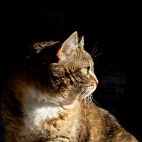 Photo of Charlie Doudou (Tabby)
