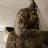 Photo of Cookie  (British Shorthair)