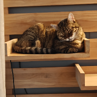 Photo of Féline (Tabby)