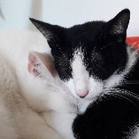 Photo of Tapioca and Salmiakki (Other)