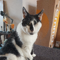 Photo of Felix  (Moggy)