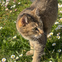 Photo of Milka (Moggy)