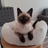 Photo of ..ein Wirbelwind und doch so schmusig (Siamese)