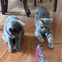 Photo of Loki und Marli (British Shorthair)